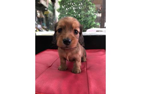 成約済の京都府のミニチュアダックスフンド(ロングヘアード)-110207