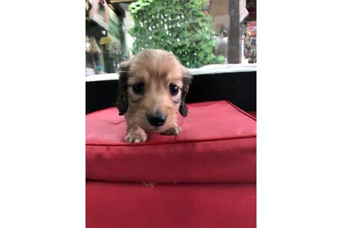 成約済の京都府のミニチュアダックスフンド(ロングヘアード)-110206の2枚目