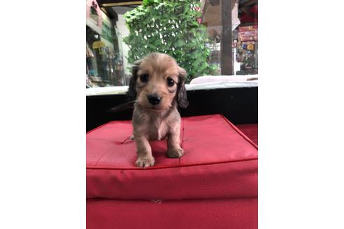 成約済の京都府のミニチュアダックスフンド(ロングヘアード)-110206の1枚目