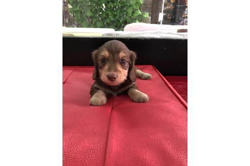 成約済の京都府のミニチュアダックスフンド(ロングヘアード)-110204の2枚目