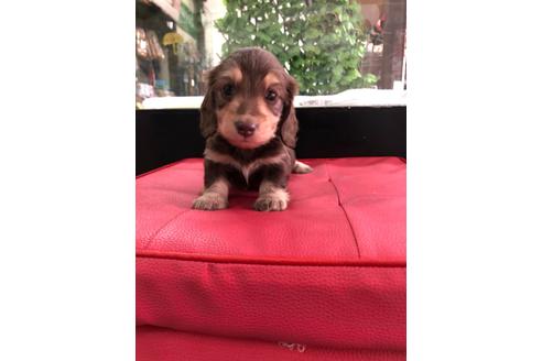 成約済の京都府のミニチュアダックスフンド(ロングヘアード)-110204