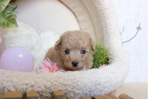 成約済の滋賀県のトイプードル-110231の3枚目