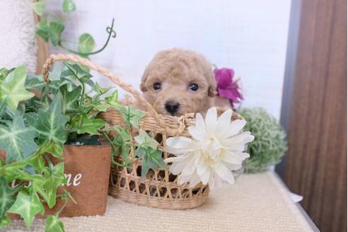 成約済の滋賀県のトイプードル-110232の1枚目