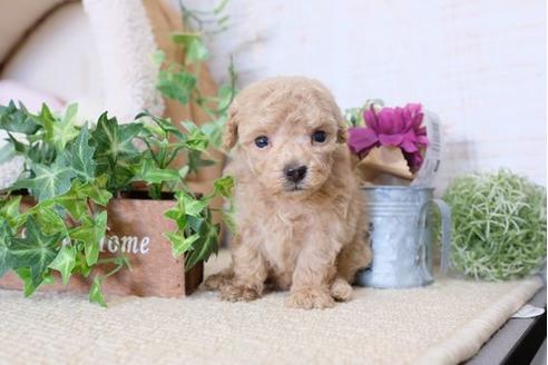 成約済の滋賀県のトイプードル-110232の3枚目