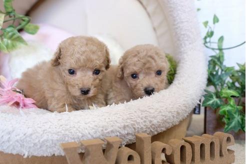 成約済の滋賀県のトイプードル-110232の2枚目