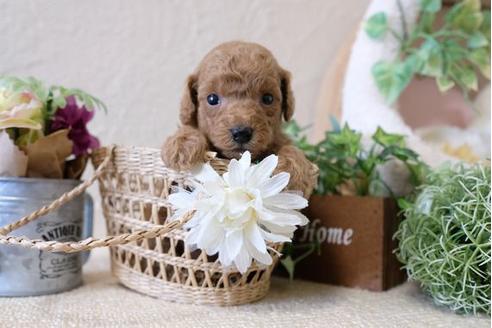 成約済の滋賀県のトイプードル-110245の1枚目