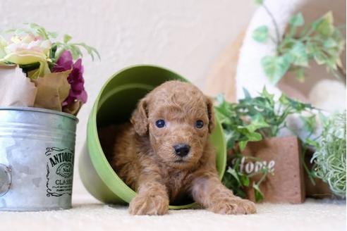 成約済の滋賀県のトイプードル-110245の3枚目