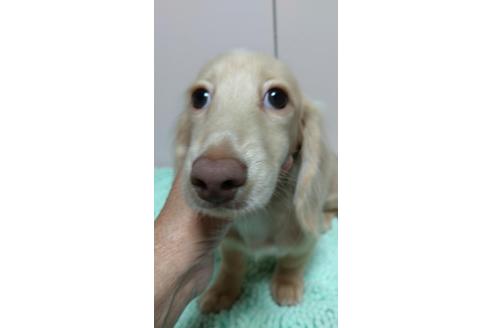 成約済の広島県のミニチュアダックスフンド(ロングヘアード)-101927の9枚目