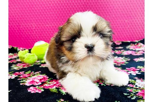 成約済の石川県のシーズー-108760の1枚目