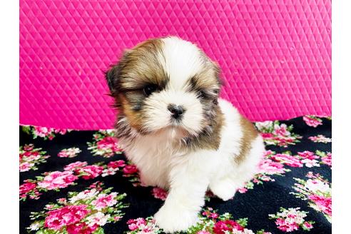 成約済の石川県のシーズー-108760の3枚目