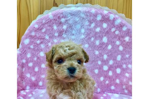成約済の兵庫県のマルプー:マルチーズ×トイプードル-110299の3枚目