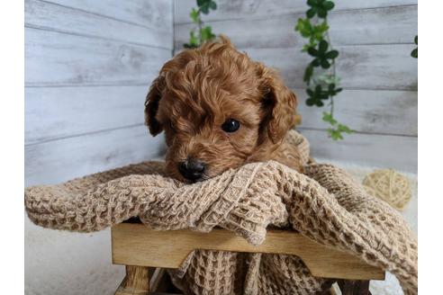 成約済の静岡県のトイプードル-110311の4枚目
