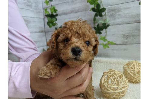 成約済の静岡県のトイプードル-110311の3枚目