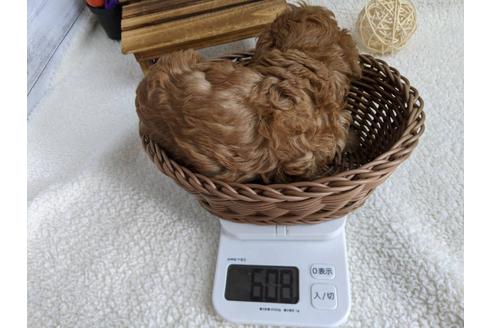 成約済の静岡県のトイプードル-110311の2枚目