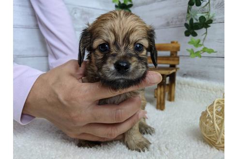 成約済の静岡県のチワックス:チワワ×ミニチュアダックスフンド-110313の3枚目