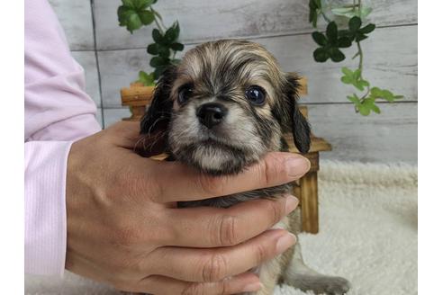 成約済の静岡県のチワックス:チワワ×ミニチュアダックスフンド-110316の5枚目