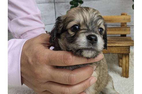 成約済の静岡県のチワックス:チワワ×ミニチュアダックスフンド-110316の3枚目