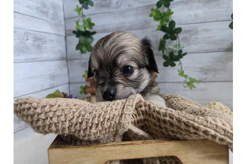 成約済の静岡県のチワックス:チワワ×ミニチュアダックスフンド-110316の2枚目