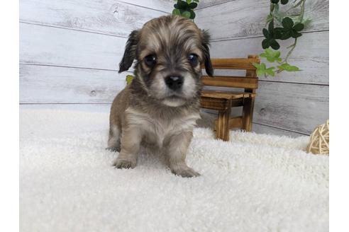 成約済の静岡県のチワックス:チワワ×ミニチュアダックスフンド-110316