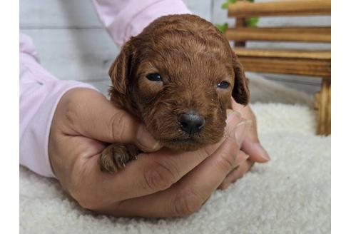 成約済の静岡県のトイプードル-110318