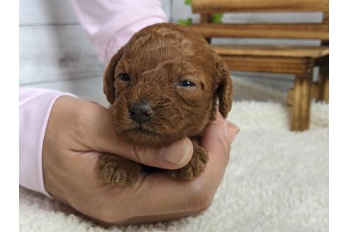 成約済の静岡県のトイプードル-110321の1枚目