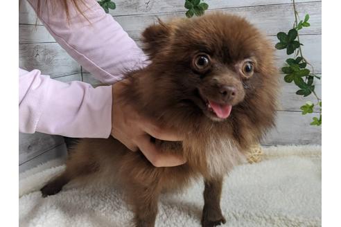 成約済の静岡県のポメラニアン-110322の1枚目