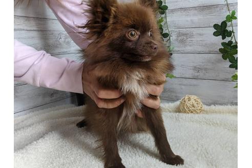 成約済の静岡県のポメラニアン-110322の2枚目