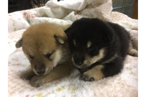 成約済の長野県の柴犬-110337