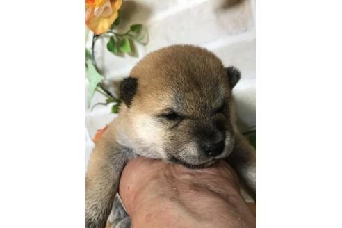 成約済の長崎県の豆柴-110372の1枚目