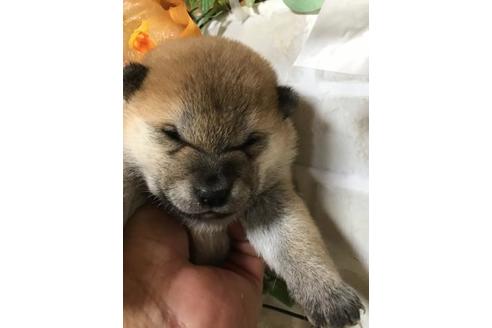 成約済の長崎県の豆柴-110372の4枚目
