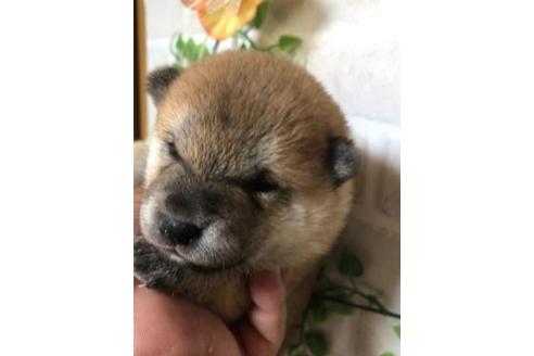 成約済の長崎県の豆柴-110372の3枚目