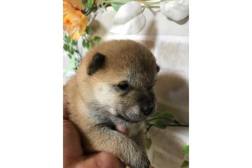 成約済の長崎県の豆柴-110372の2枚目