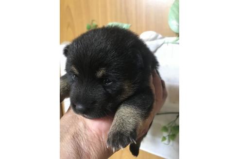 成約済の長崎県の豆柴-110386の2枚目