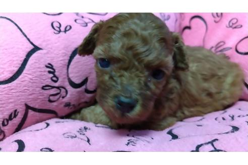 子犬