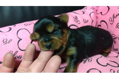 成約済の愛知県のヨークシャーテリア-108696の4枚目