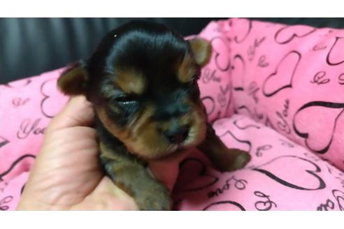 成約済の愛知県のヨークシャーテリア-108696の3枚目