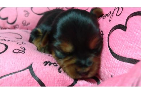 成約済の愛知県のヨークシャーテリア-108696の2枚目