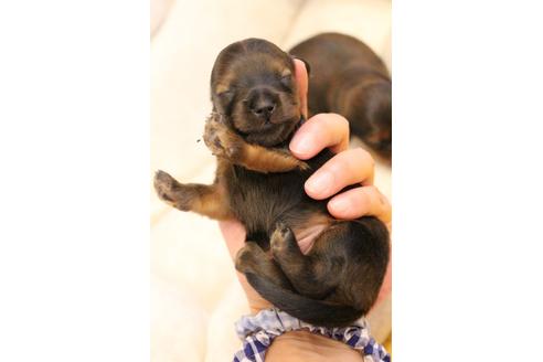 成約済の愛知県のカニンヘンダックスフンド(ロングヘアード)-109697の38枚目