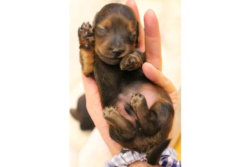 成約済の愛知県のカニンヘンダックスフンド(ロングヘアード)-109698の37枚目