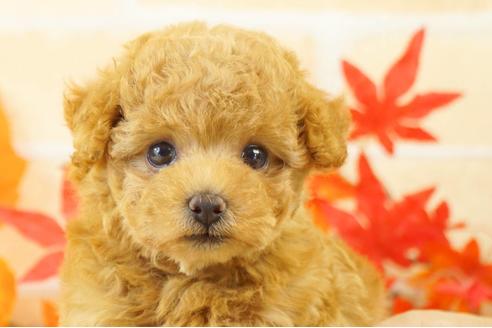 成約済の香川県のタイニープードル-110472の1枚目