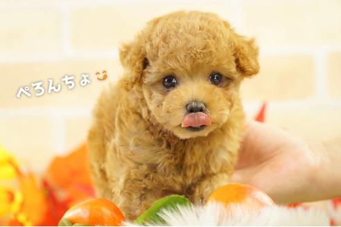成約済の香川県のタイニープードル-110472の4枚目