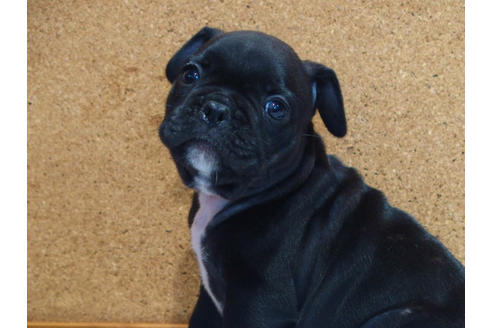 成約済の愛知県のフレンチブルドッグ-108371の8枚目