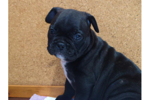 成約済の愛知県のフレンチブルドッグ-108371の7枚目