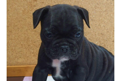 成約済の愛知県のフレンチブルドッグ-108371の6枚目