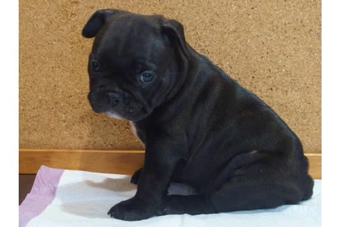 成約済の愛知県のフレンチブルドッグ-108371の5枚目