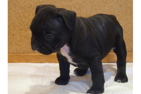 成約済の愛知県のフレンチブルドッグ-108371の4枚目