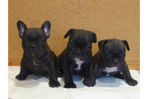 成約済の愛知県のフレンチブルドッグ-108371の3枚目