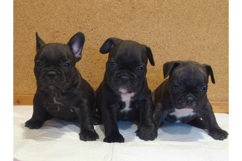 成約済の愛知県のフレンチブルドッグ-108371の2枚目