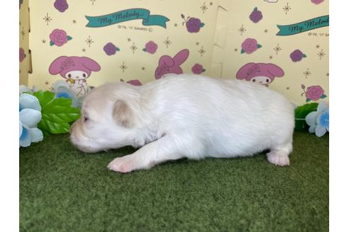 成約済の栃木県のポメチワ:ポメラニアン×チワワ-109150の15枚目
