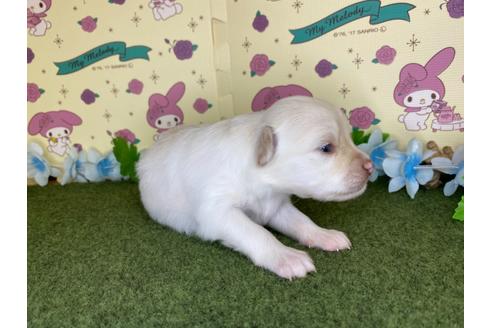 成約済の栃木県のポメチワ:ポメラニアン×チワワ-109150の14枚目